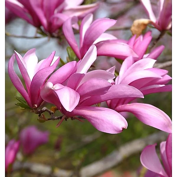 Niedrige Magnolie Betty 100-125cm - Magnolia,iliiflora günstig online kaufen