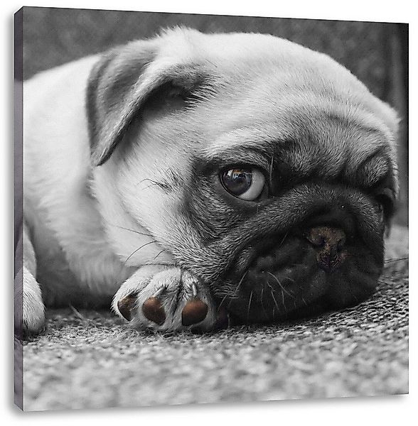 Pixxprint Leinwandbild süßer kleiner Mops auf Teppich, süßer kleiner Mops a günstig online kaufen