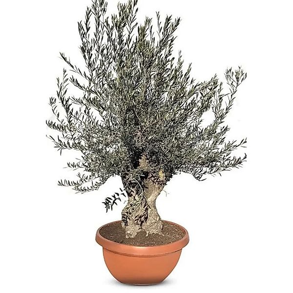 Sunny-Tree   Olivenbaum Im Dekotopf   Olea Europaea   Winterharte Olvenbaum günstig online kaufen