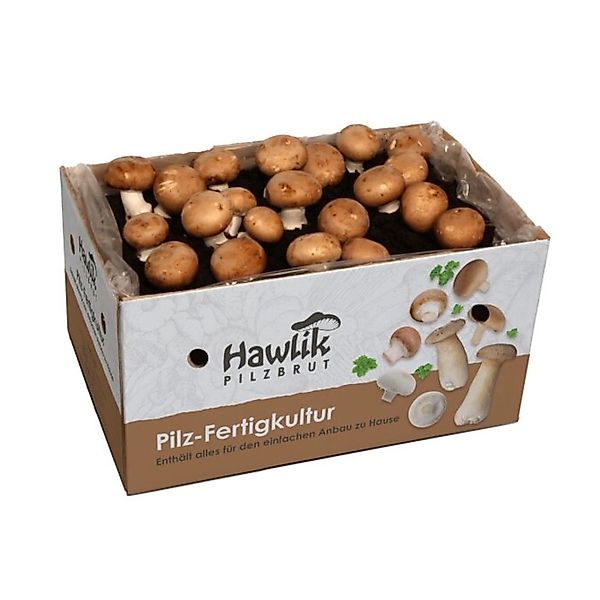 Hawlik Pilzbrut Kleines Steinchampignon Pilzzuchtset Komplettset mit Myzel günstig online kaufen