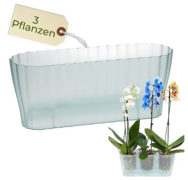 GarPet Blumentopf Orchideentopf Transparent Länglicher Orchideenkasten mit günstig online kaufen