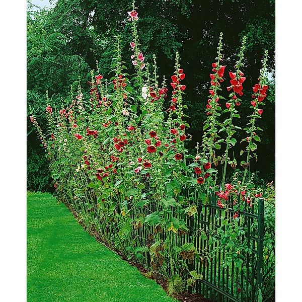Alcea Ficifolia Stockrose Ca. 9x9 cm Topf günstig online kaufen