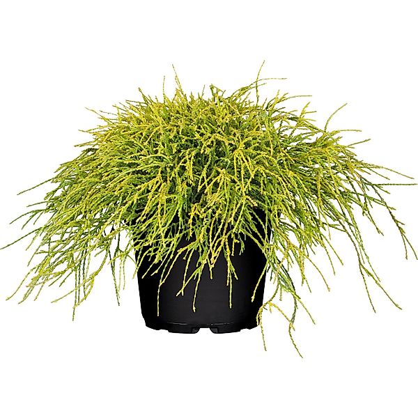 OBI Faden-Zypresse Filifera Sungold Gelb Höhe ca. 5 - 10 cm Topf ca. 2, günstig online kaufen