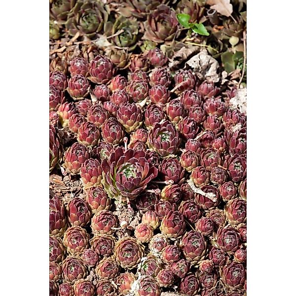 Sempervivum X Cult. Hey Hey Hauswurz Ca. 9x9 cm Topf günstig online kaufen