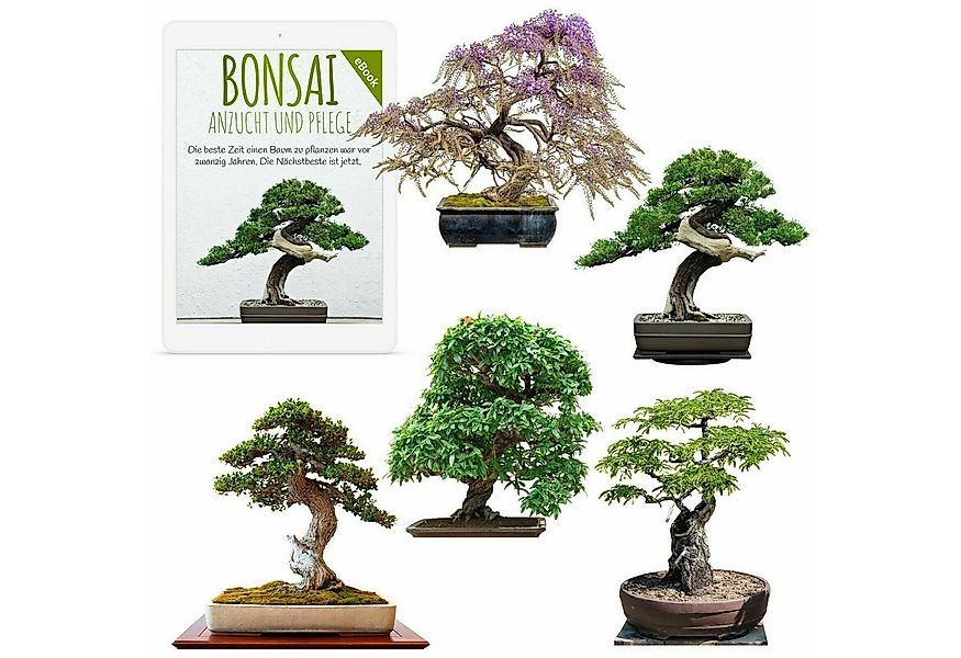 HappySeed Blumensamen Exotische Bonsai Samen mit hoher Keimrate - 5er Set i günstig online kaufen