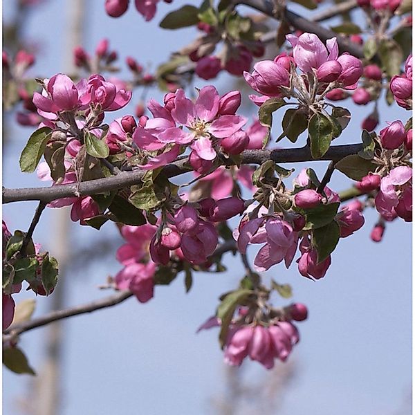 Hochstamm Zierapfelbaum Pom Pom 40-60cm - Malus Hybride günstig online kaufen