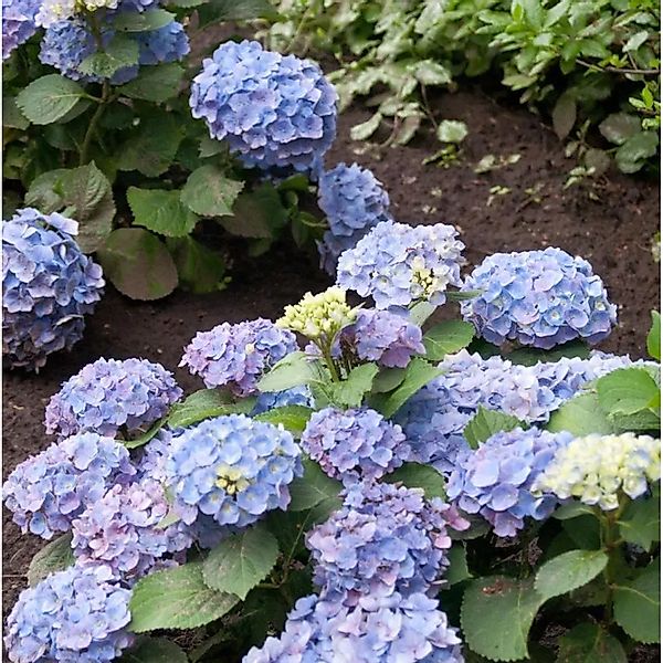Bauernhortensie Ayesha 30-40cm - Hydrangea macrophylla günstig online kaufen