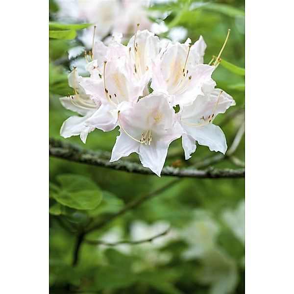 Rhododendron Luteum Whitethroat Gelb 40–50 cm günstig online kaufen