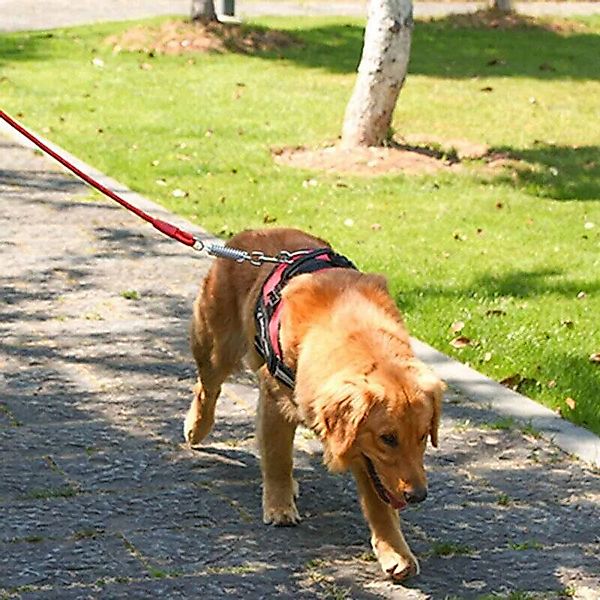MC Star Hunde-Geschirr Hundegeschirr Brustgeschirr Hunde günstig online kaufen
