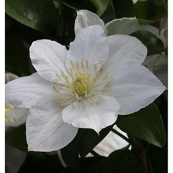 Waldrebe Apollonia 60-80cm - Clematis günstig online kaufen