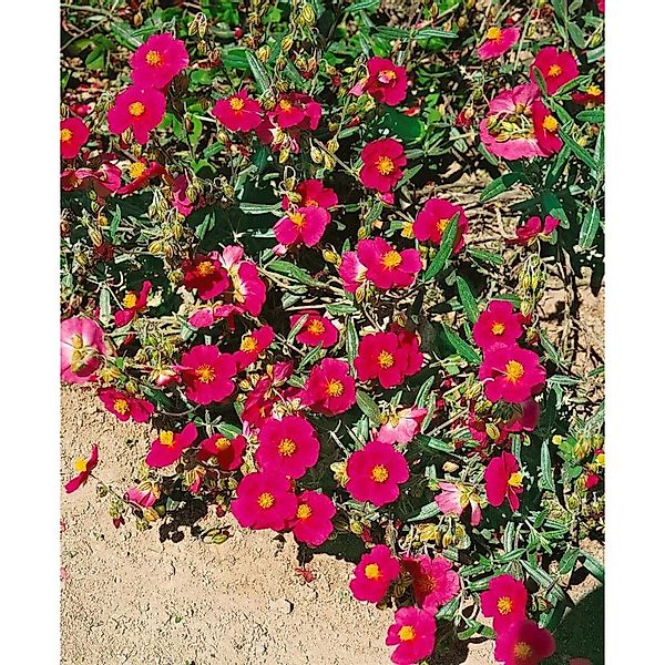 Helianthemum X Cult. Supreme Sonnenröschen Ca. 9x9 cm Topf günstig online kaufen