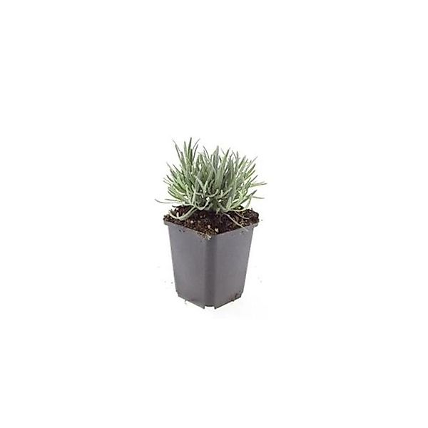 Exotenherz Weisser Provence Lavendel Lavandula Intermedia Edelweiss 9cm Top günstig online kaufen