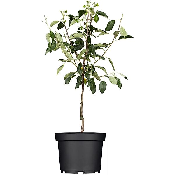 GROW by OBI Bio Winterapfel Cox Orange Höhe ca. 120 - 140 cm Topf ca. 7 l günstig online kaufen