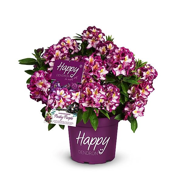 Rhododendron Happydendron® Lila Höhe ca. 30-40 cm Topf ca. 5 l Rhododendron günstig online kaufen