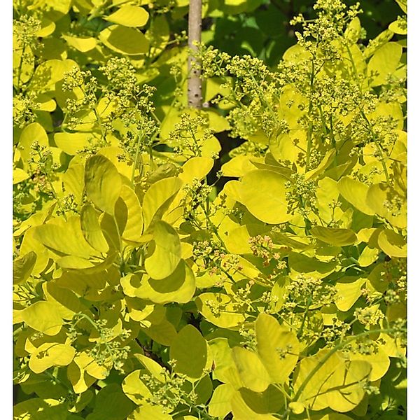 Perückenstrauch Golden Lady 30-40cm - Cotinus coggygria günstig online kaufen