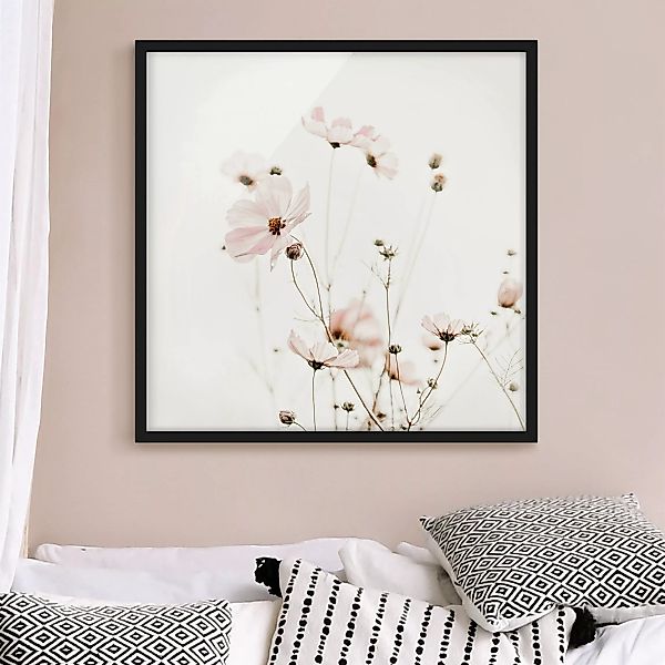 Bild mit Rahmen Cosmea in zarten Cremetönen günstig online kaufen
