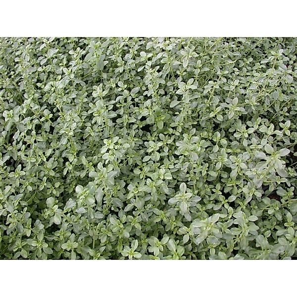 Thymus X Citriodorus Silver Queen Zitronenthymian Ca. 9x9 cm Topf günstig online kaufen