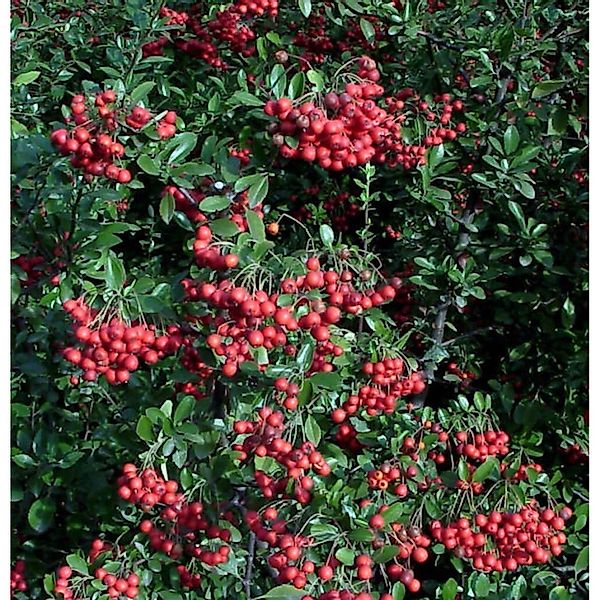 Feuerdorn Red Column 80-100cm - Pyracantha günstig online kaufen