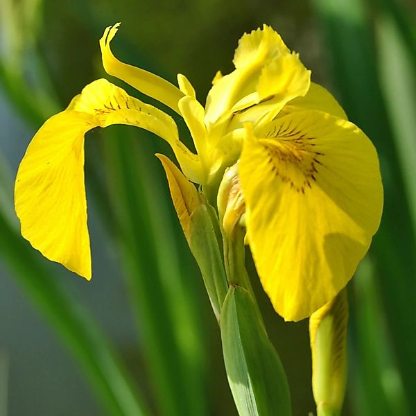Gelbe Sumpf-Schwertlilie Topf-Ø ca. 9 cm x 9 cm günstig online kaufen