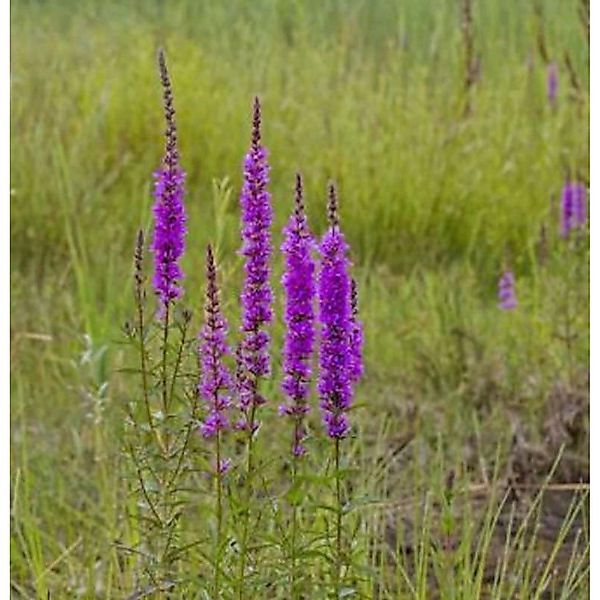 Gewöhnlicher Blutweiderich - Lythrum salicaria günstig online kaufen