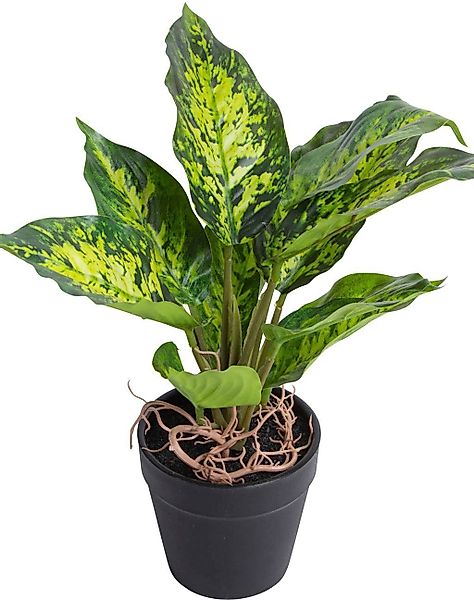 Botanic-Haus Künstliche Zimmerpflanze "Dieffenbachia Tropic" günstig online kaufen