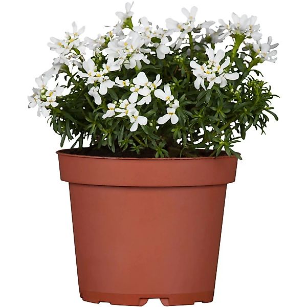 Garten-Schleifenblume Weiß Topf-Ø ca. 9 cm x 9 cm Iberis günstig online kaufen