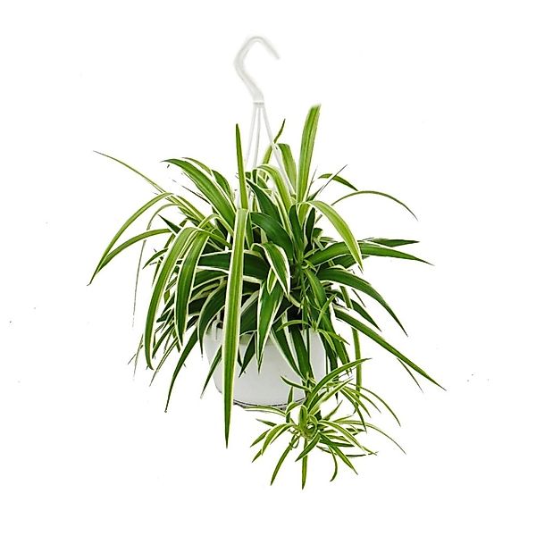 Exotenherz Zimmerpflanze Chlorophytum, Grünlilie, Ampelpflanze 15cm Topf günstig online kaufen