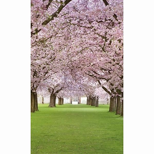 Fototapete CHERRY TREES | MS-2-0105 | Rosa | Digitaldruck auf Vliesträger günstig online kaufen
