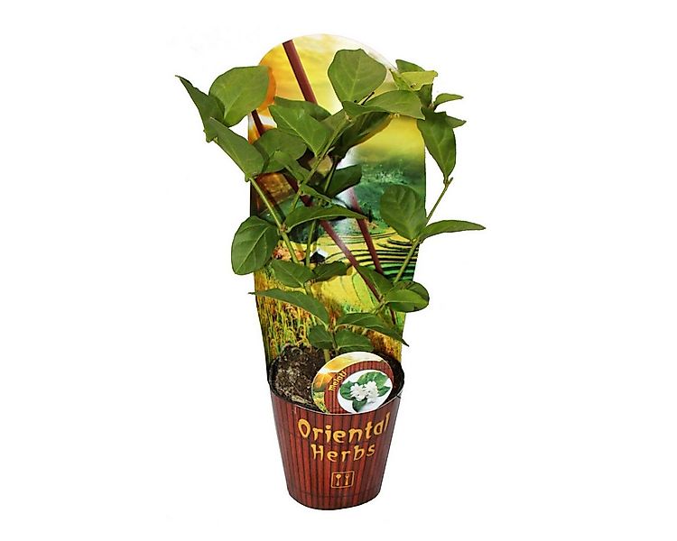 Exotenherz Gewürzkraut Arabischer Jasmin Jasminum sambac 12cm Topf günstig online kaufen