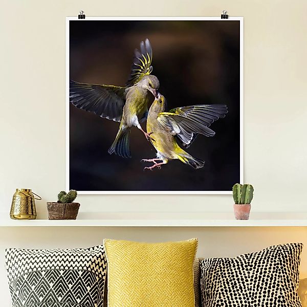 Poster Küssende Kolibris günstig online kaufen