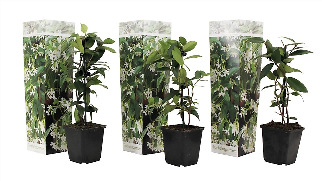 Perfect Plant | Set mit 3 Jasminpflanzen günstig online kaufen