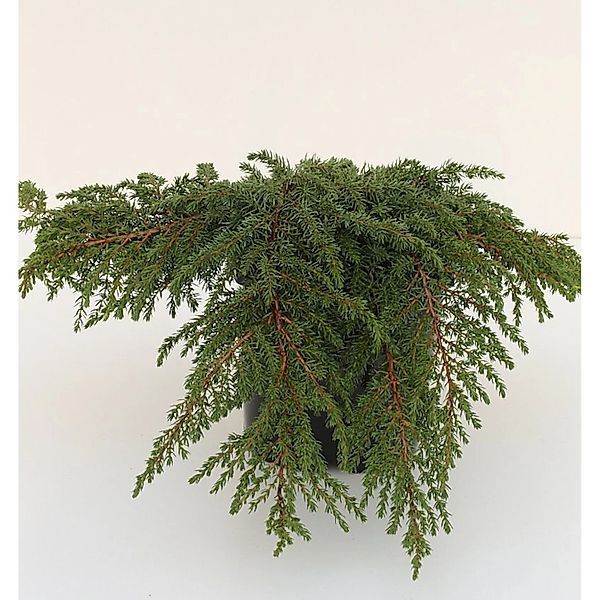 Grüner Kriechwacholder Green Carpet 20-25cm - Juniperus communis günstig online kaufen