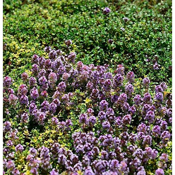 Echter Zitronen Thymian Rasta - Thymus citriodorus günstig online kaufen