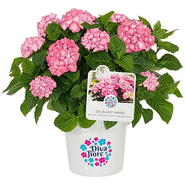 GROW by OBI Bauernhortensie Diva Fiore Rosa ca. 30 cm - 40 cm günstig online kaufen