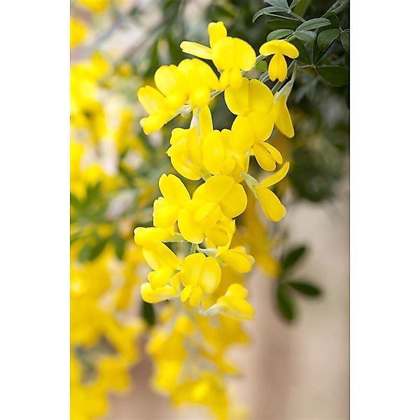 Cytisus Scoparius Besenginster Gelber Funke 40-60 cm günstig online kaufen