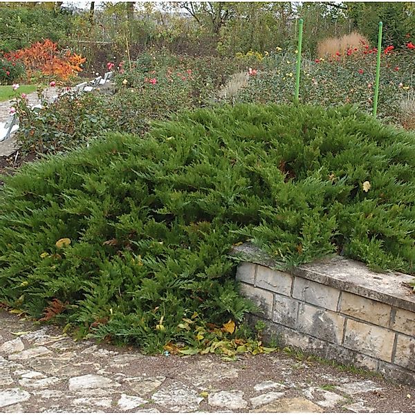 Tamarisken Wacholder 25-30cm - Juniperus Sabina günstig online kaufen