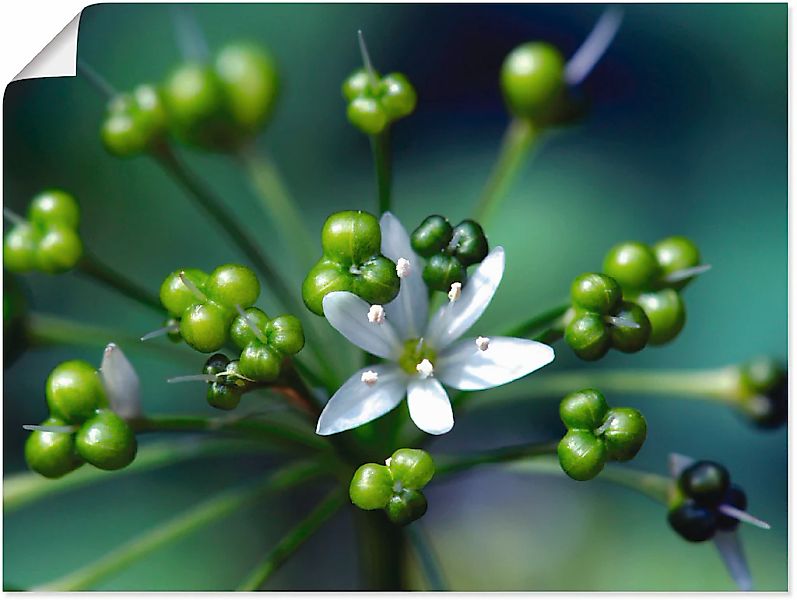 Artland Wandbild "Bärlauchblüte" Blumen 1 Stk. tlg. als Leinwandbild, Poste günstig online kaufen