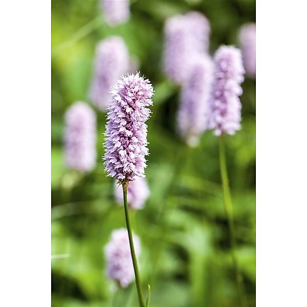 Bistorta Officinalis Superba Schlangenknöterich Ca. 11x11 cm Topf günstig online kaufen
