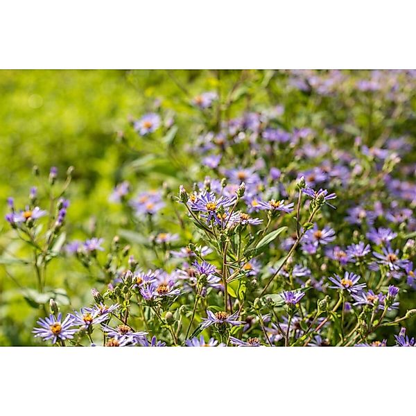 Aster X Herveyi Twilight Ca. 11x11 cm Topf günstig online kaufen