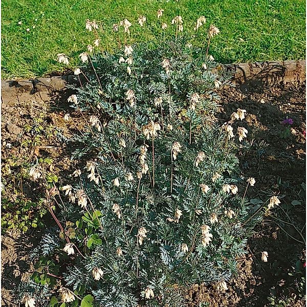Dicentra Formosa Aurora Tränendes Herz Ca. 9x9 cm Topf günstig online kaufen