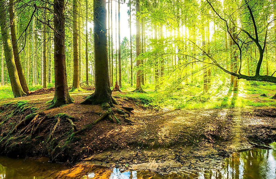 Papermoon Fototapete WALD IM FRÜHLING SONNENLICHT günstig online kaufen