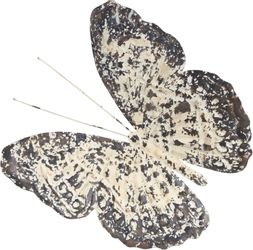 Home affaire Wanddekoobjekt Wanddeko Vintage Butterfly, günstig online kaufen