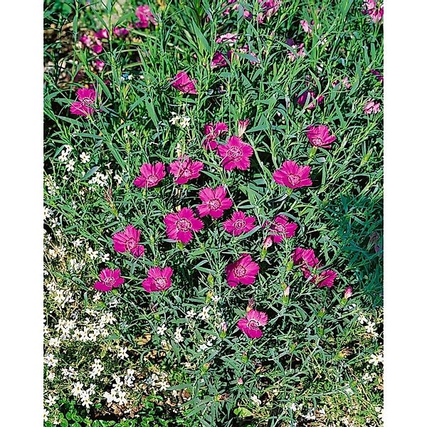 Dianthus Sylvestris Wildnelke Ca. 9x9 cm Topf günstig online kaufen