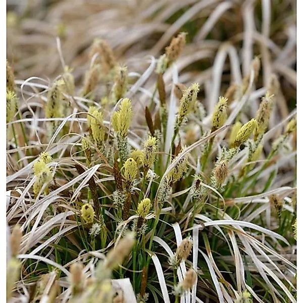Frühlingssegge The Beatles - Carex caryophyllea günstig online kaufen