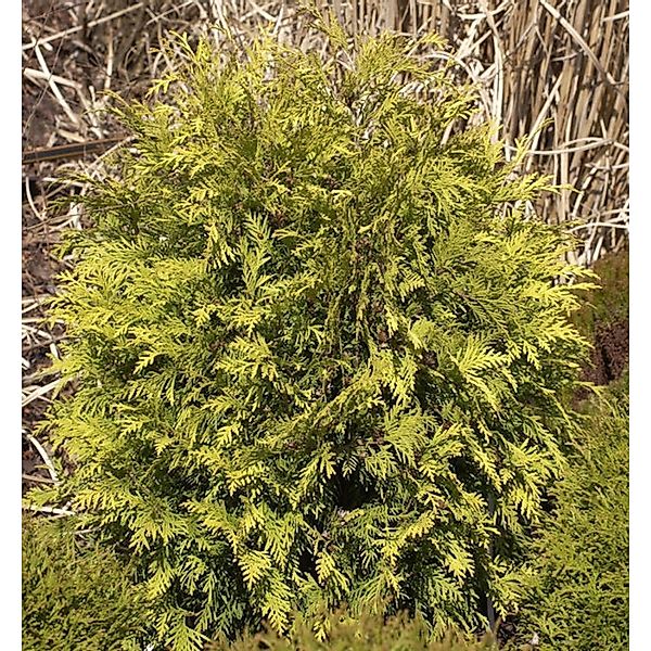 Lebensbaum Sunkist 30-40cm - Thuja occidentalis günstig online kaufen