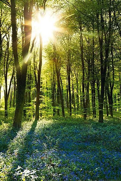 Poster Forests - Poster - Sunrise Bluebell Wood günstig online kaufen