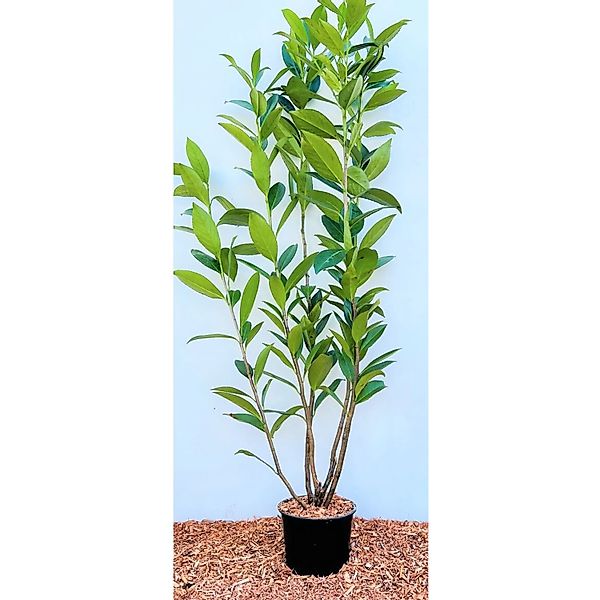 Prunus laurocerasus 'Caucasica' 80-100 cm günstig online kaufen