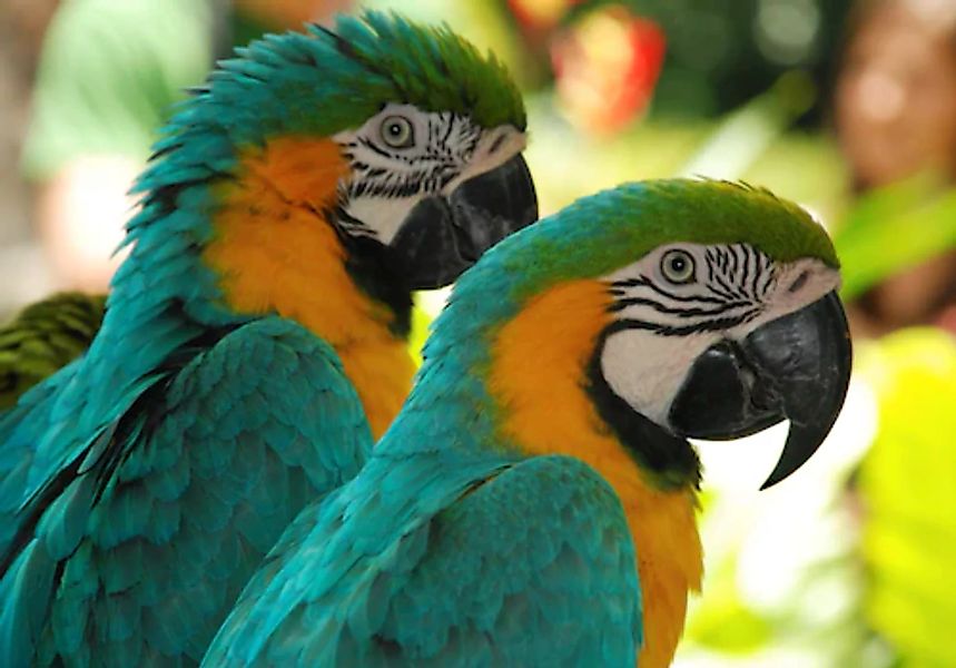 Papermoon Fototapete »Macaw Love Birds« günstig online kaufen