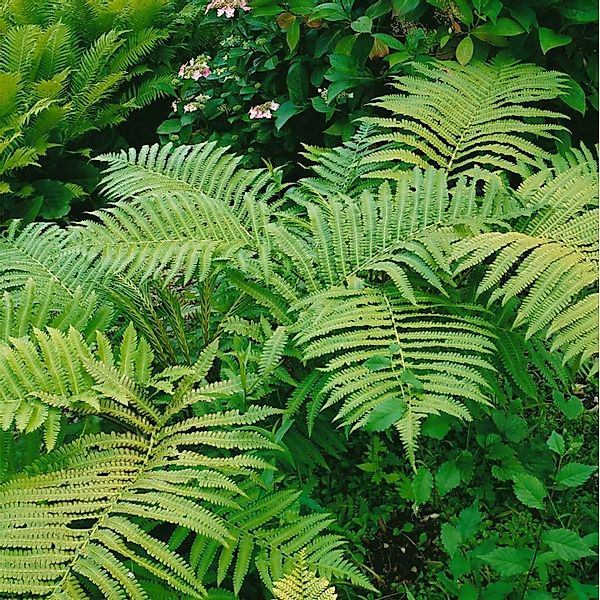 Matteuccia Orientalis Ca. 9x9 cm Topf günstig online kaufen