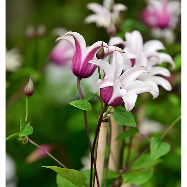 Englische Waldrebe Princess Kate 60-80cm - Clematis texensis günstig online kaufen